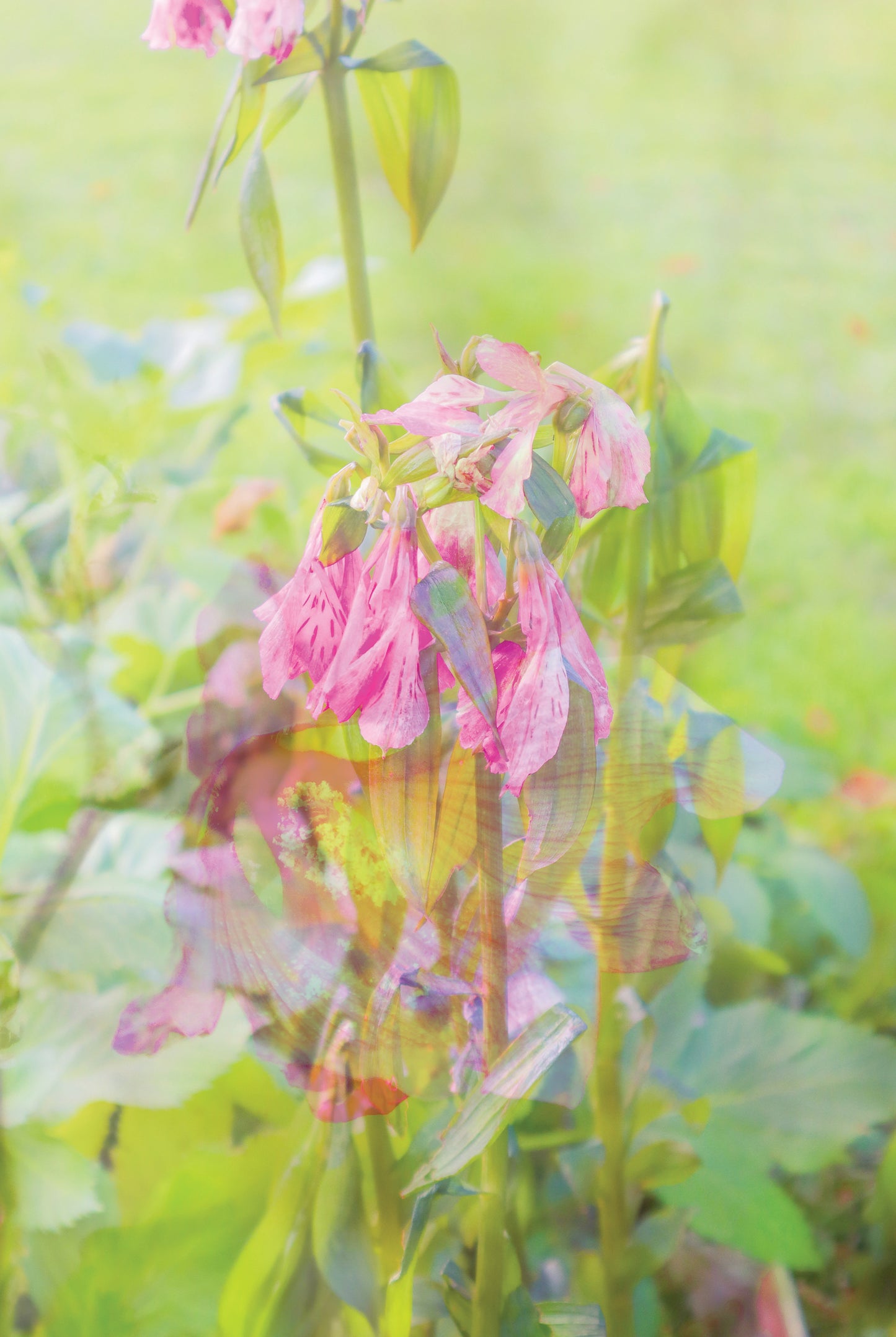 Fragility of Life print