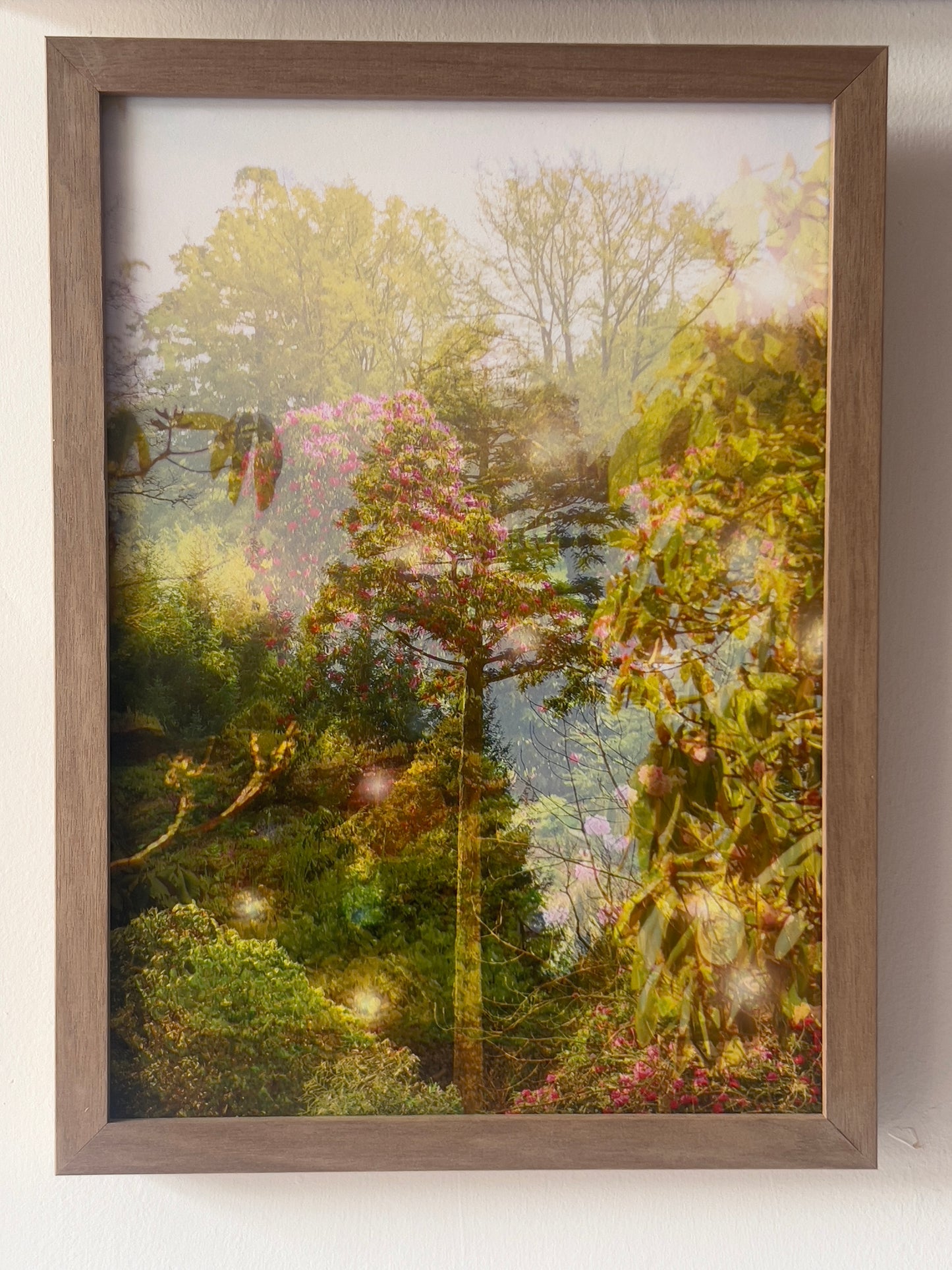 Homesick for familiar trees, framed