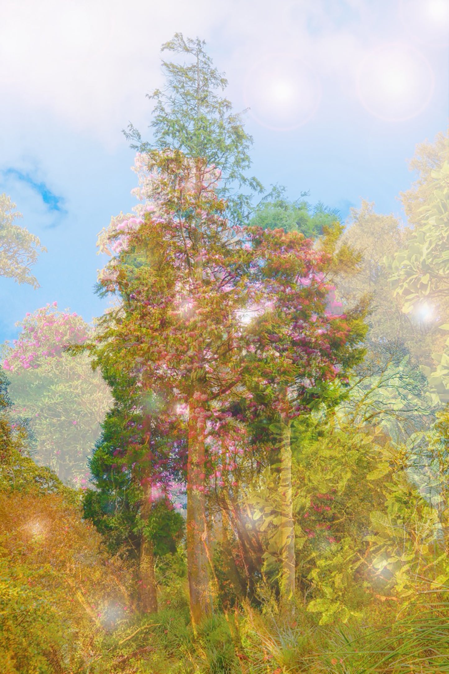 The Comfort of the Woods print