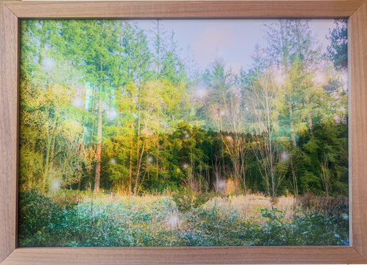 I heard the forest murmurs like a hymn, framed.