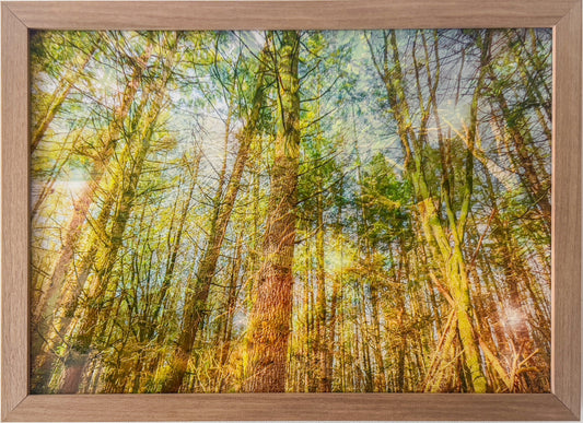 The Peaceful Benediction of the Trees, framed