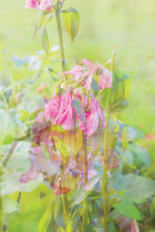 Fragility of Life print