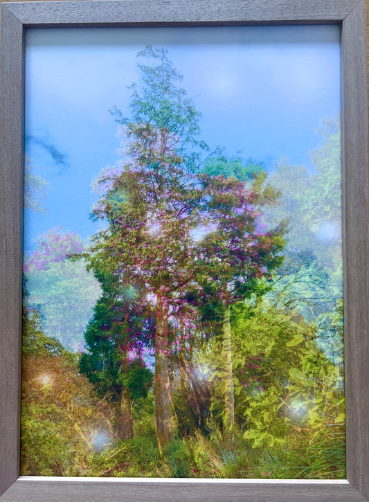 The Comfort pf the woods, framed