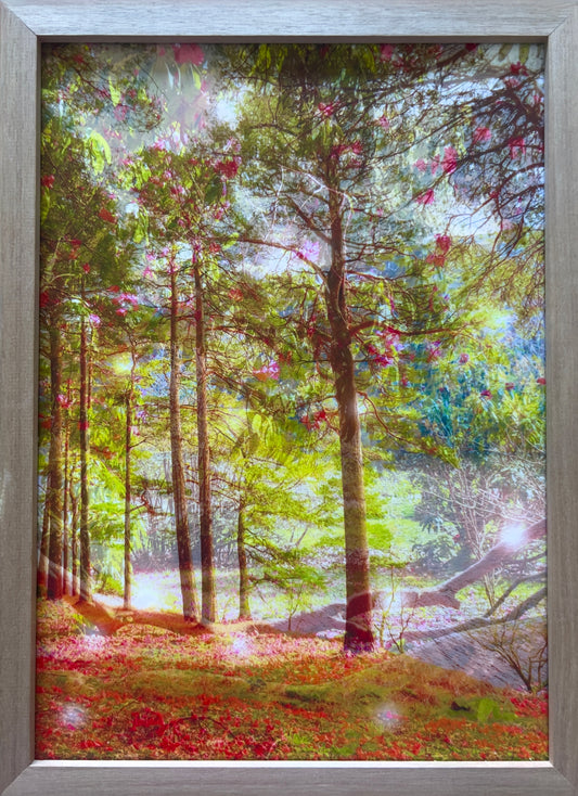The silence of the woodland, framed