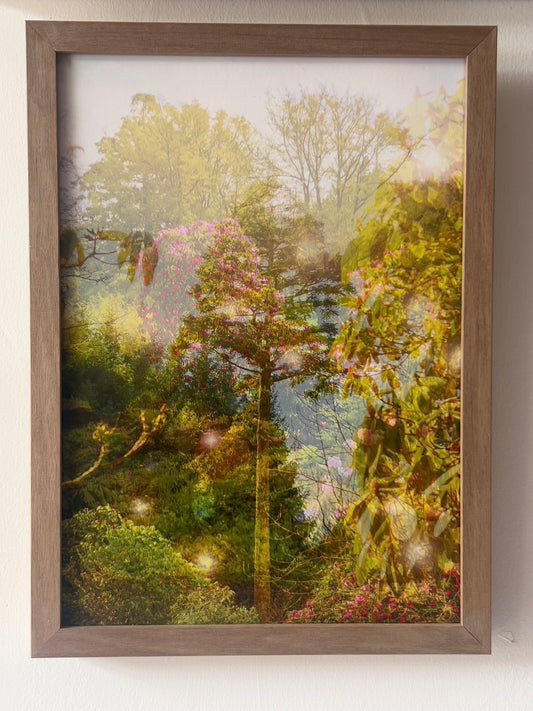 Homesick for familiar trees, framed