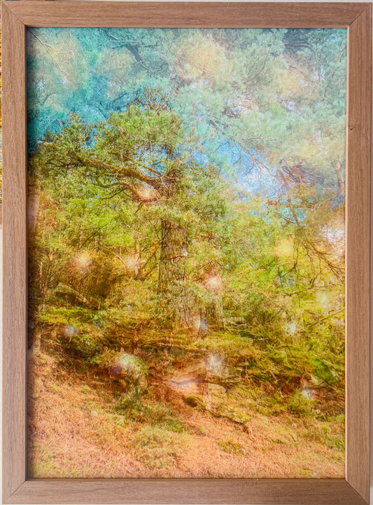 Spirits of the Forest, framed