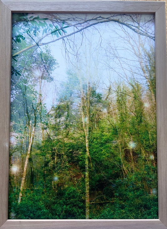 Among tall trees, heaven seems a little closer, framed