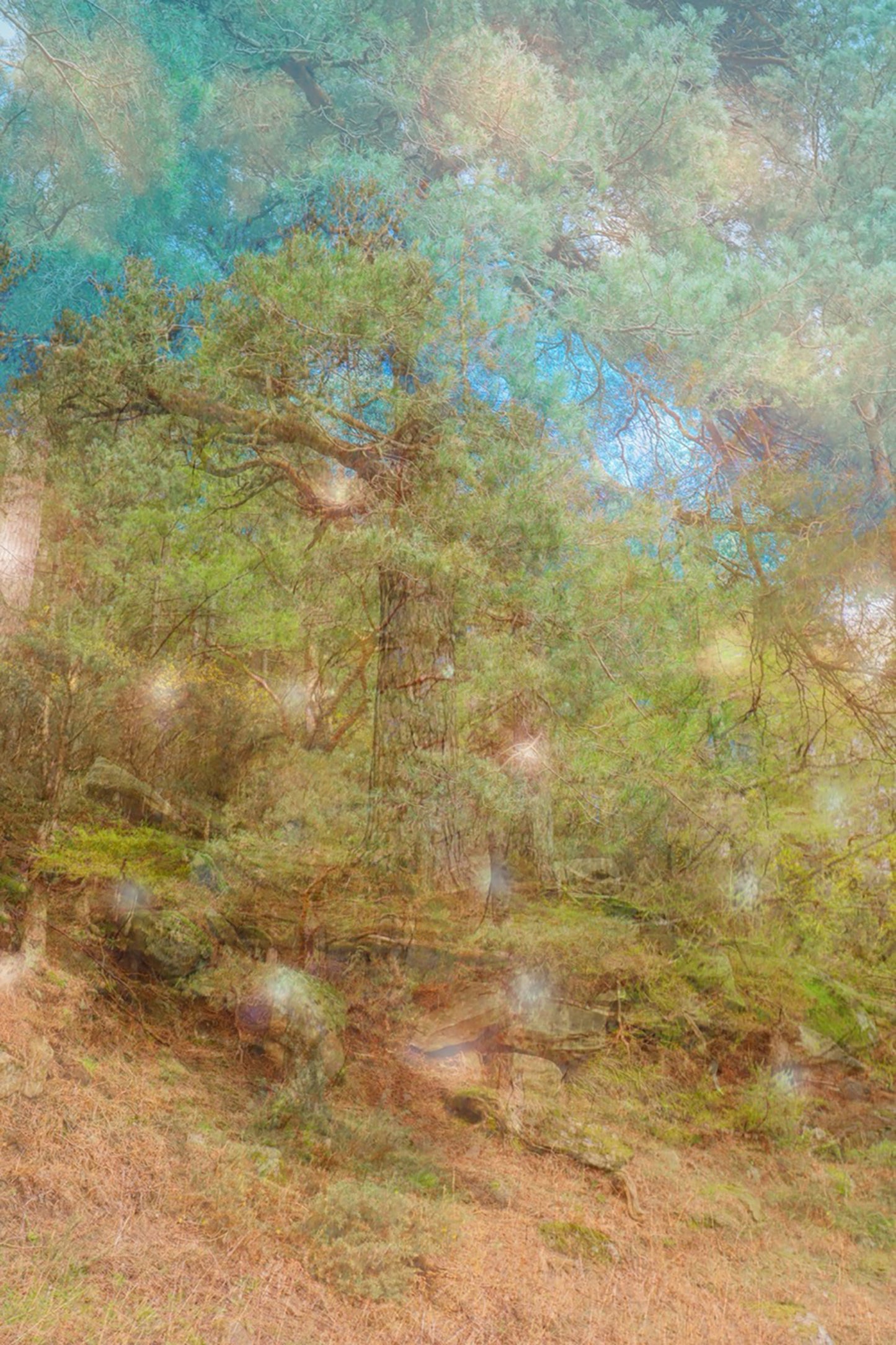 Spirits of the Forest print