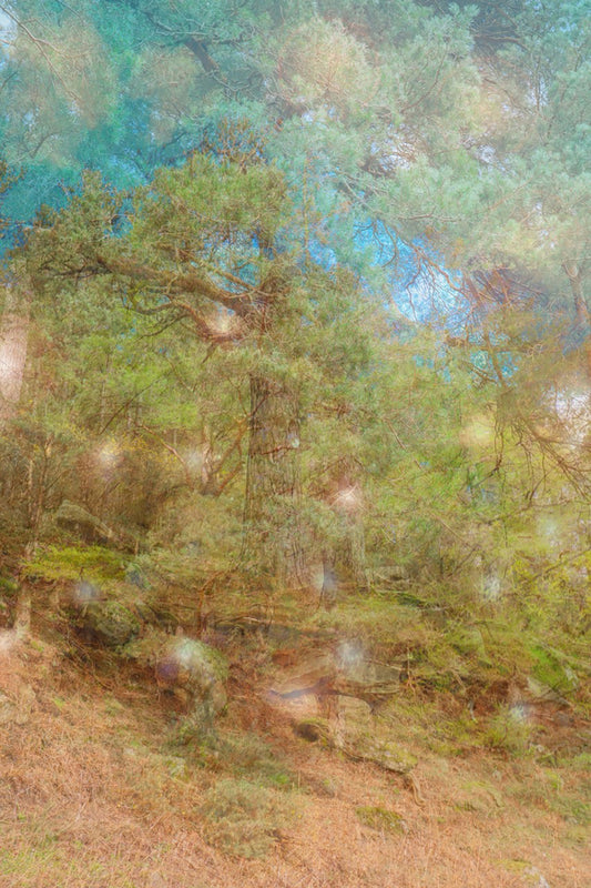 Spirits of the Forest print