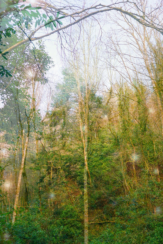 Among Tall Trees, Heaven seems a litlle closer print