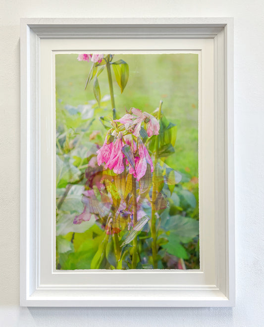 Fragility of Life, Framed