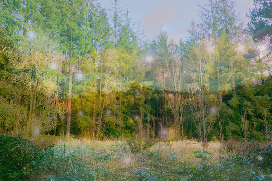 I heard the Forest Murmurs like a Hymn print