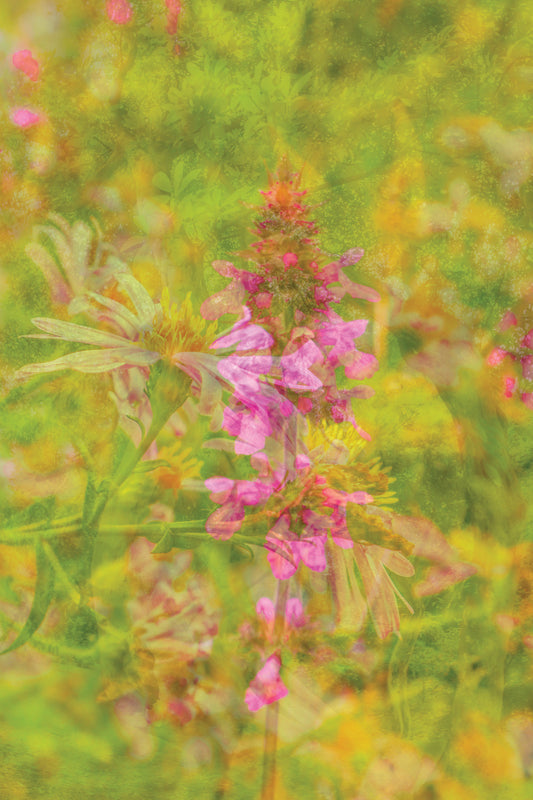 Life Force print
