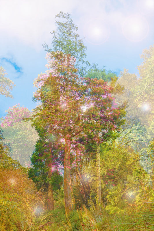The Comfort of the Woods print