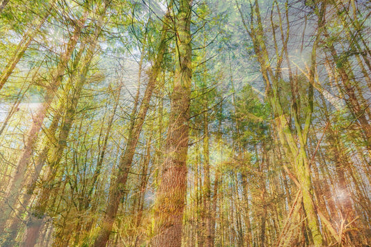The Peaceful Benediction of the Trees print