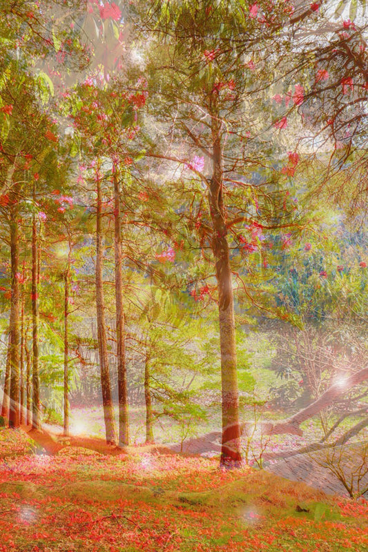 The Silence of the Woodland print
