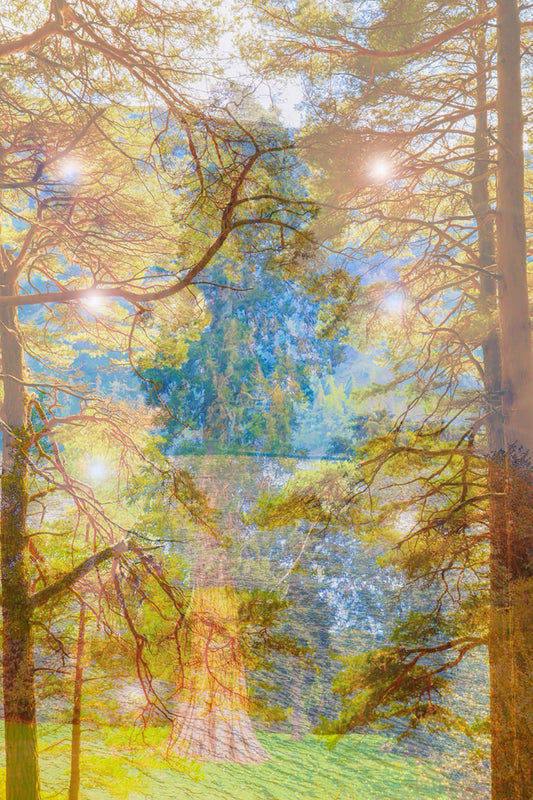 The Woods are Lovely print